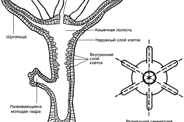 Как восстановить страницу на кракене